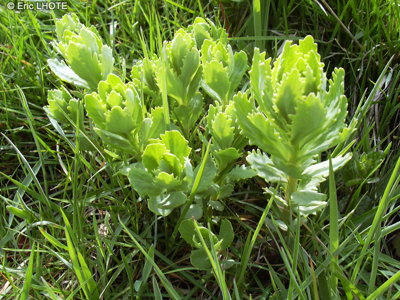 Crassulaceae - Sedum telephium - Herbe à la coupure