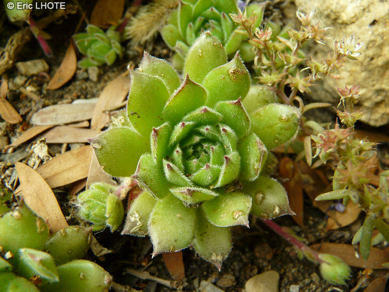 Crassulaceae - Sempervivum marmoreum - Joubarbe