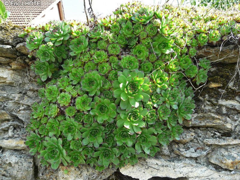 Crassulaceae - Sempervivum tectorum - Joubarbe des toits