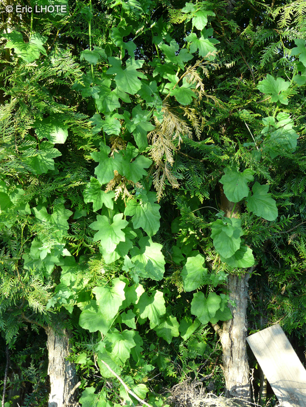  - Bryonia cretica ssp. dioica - 