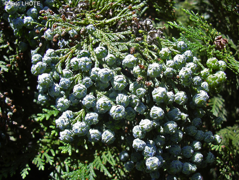 Cupressaceae - Chamaecyparis lawsoniana - Faux Cyprès, Cyprès de Lawson