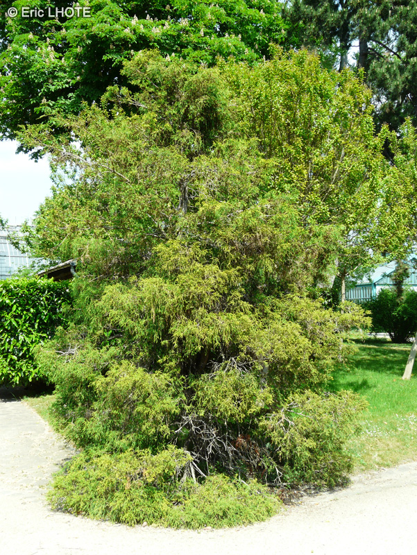 Cupressaceae - Chamaecyparis pisifera Filifera - Sawara