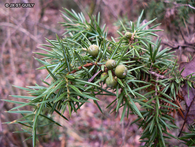 Cupressaceae - Juniperus communis - Genévrier commun