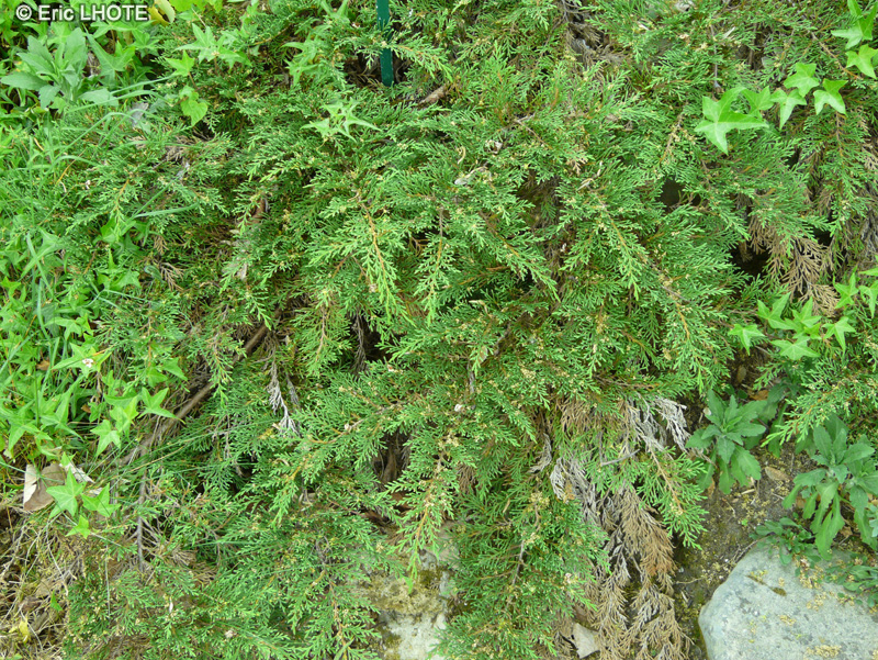 Cupressaceae - Juniperus communis Repanda - Genévrier commun