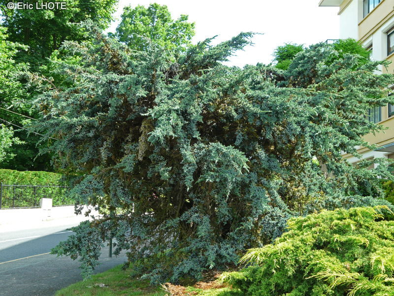 Cupressaceae - Juniperus media - Genévrier