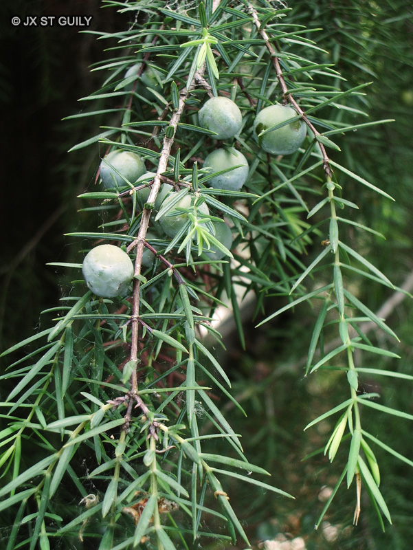  - Juniperus oxycedrus - 