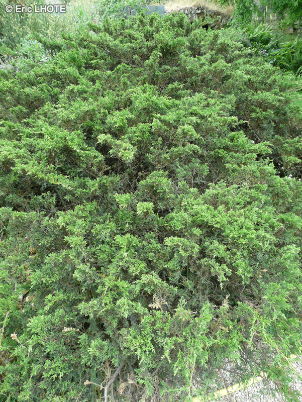  - Juniperus sabina - 