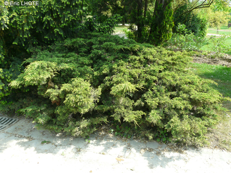  - Juniperus x media Pfitzeriana - 