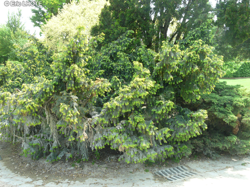 Cupressaceae - Juniperus x media Pfitzeriana - Genévrier
