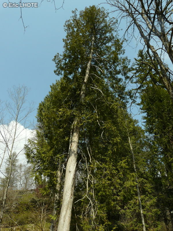 Cupressaceae - Thuja occidentalis - Thuya occidental, Thuya du Canada, Cèdre balai, Cèdre blanc, Arbre de vie