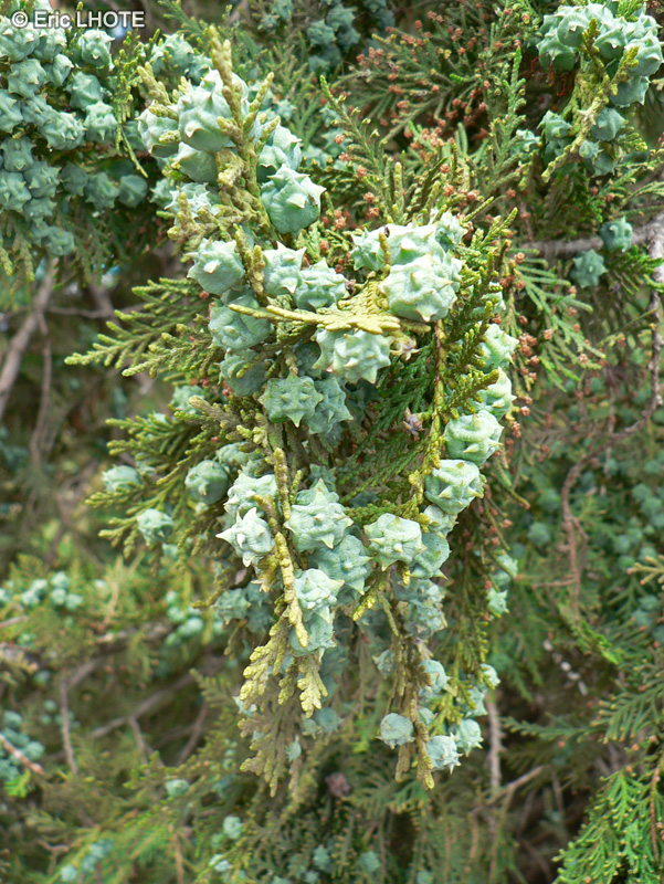 Cupressaceae - Thuja orientalis - Thuja d’orient, Thuja de Chine