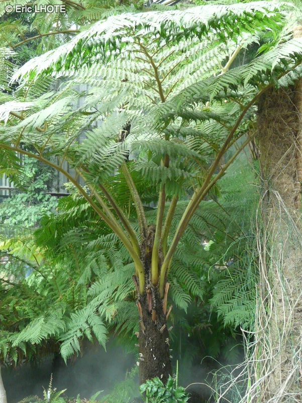 Cyatheaceae - Cyathea cooperi - Fougère arborescente