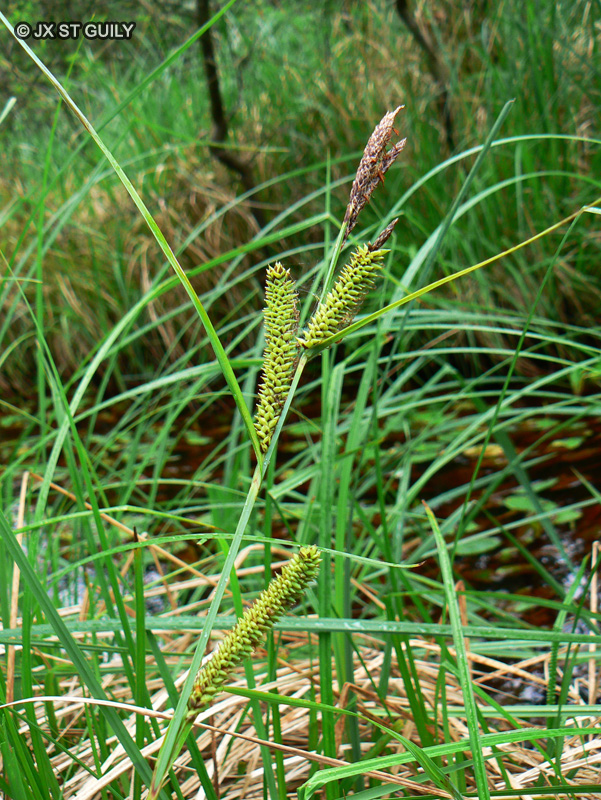  - Carex acutiformis - 