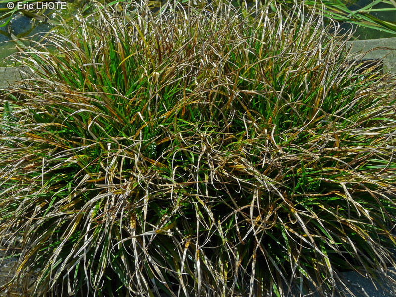 Cyperaceae - Carex demissa - Laîche vert-jaunâtre