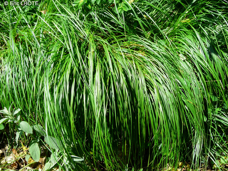 Cyperaceae - Carex diluta - Carex, Laîche