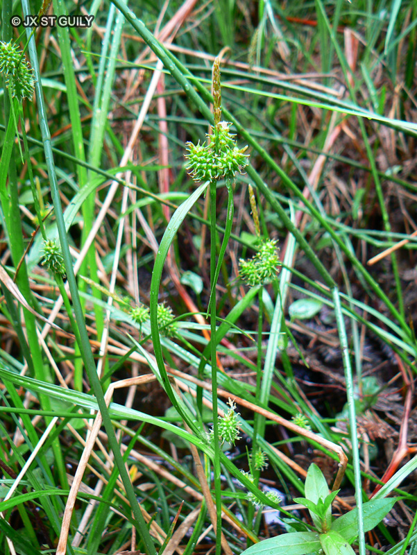 Cyperaceae - Carex flava - Laîche jaunâtre