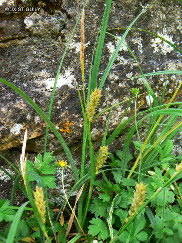 Cyperaceae - Carex hirta - Laîche hérissée, Laîche velue