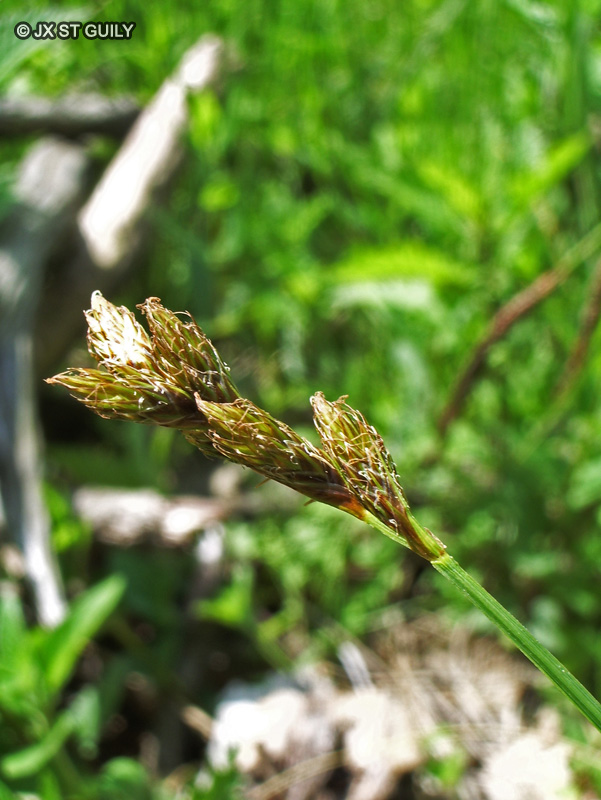Cyperaceae - Carex ovalis - Laîche des lièvres, Laîche patte-de-lièvre