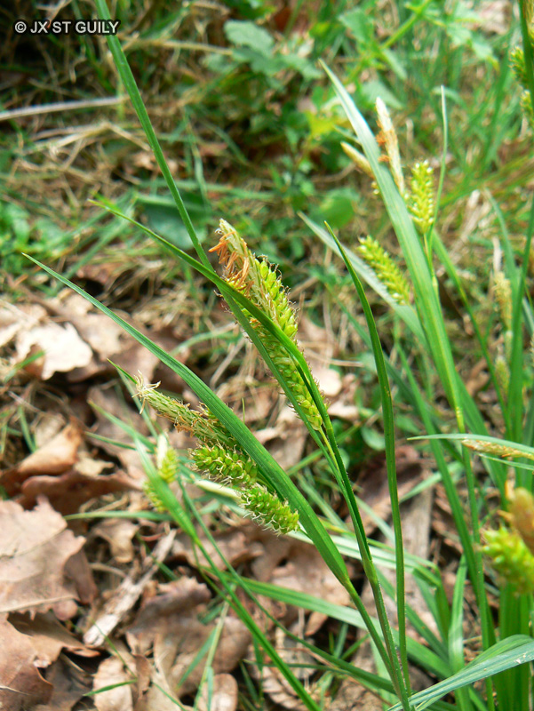 Cyperaceae - Carex pallescens - Laîche pâle