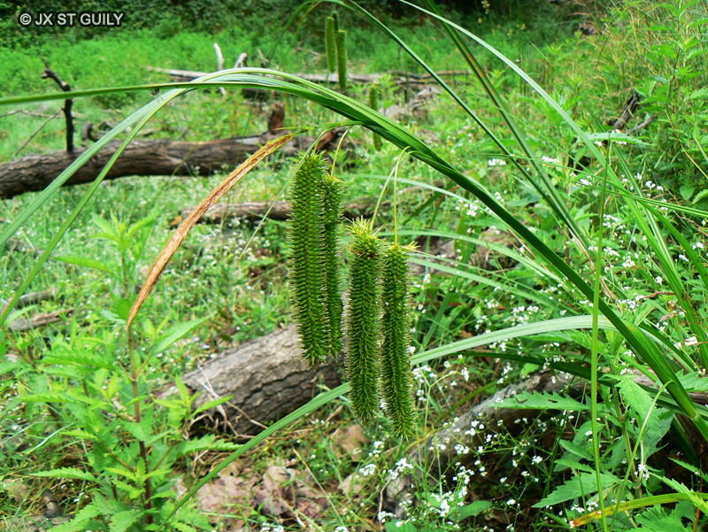  - Carex pseudocyperus - 