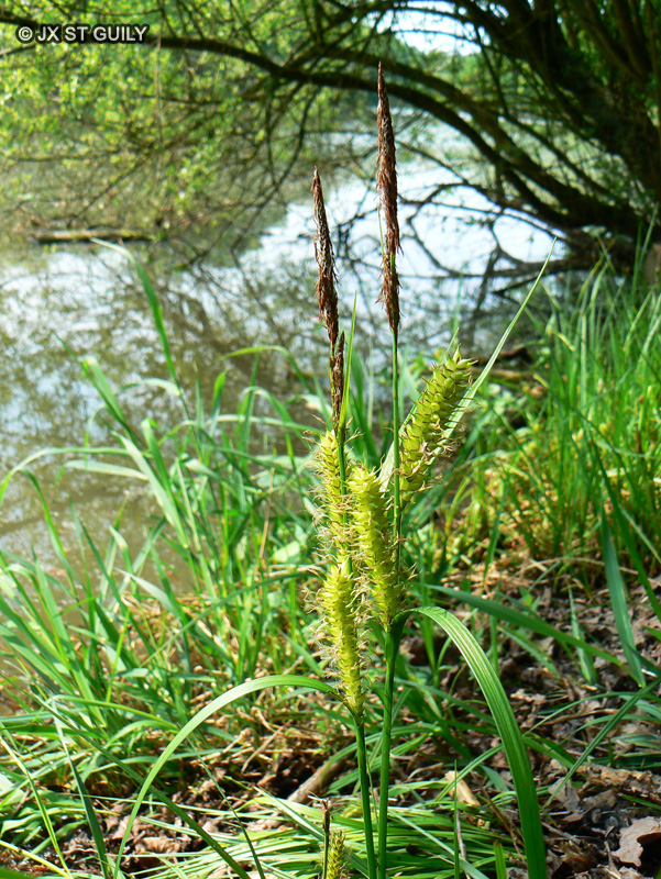Cyperaceae - Carex rostrata - Laîche à ampoules, Laîche à bec, Laîche en vessie