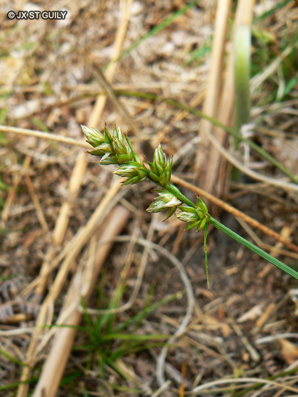 Cyperaceae - Carex spicata - Laîche en épis