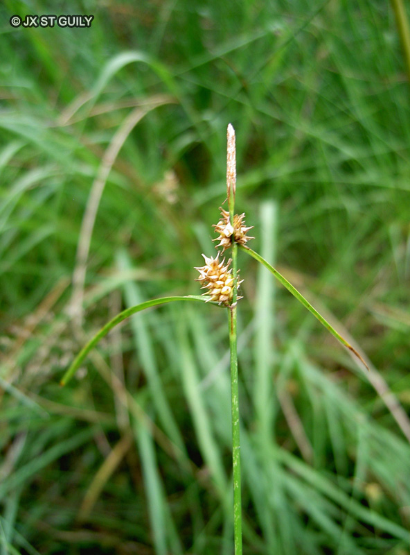 Cyperaceae - Carex viridula - Laîche tardive, Laîche verdâtre