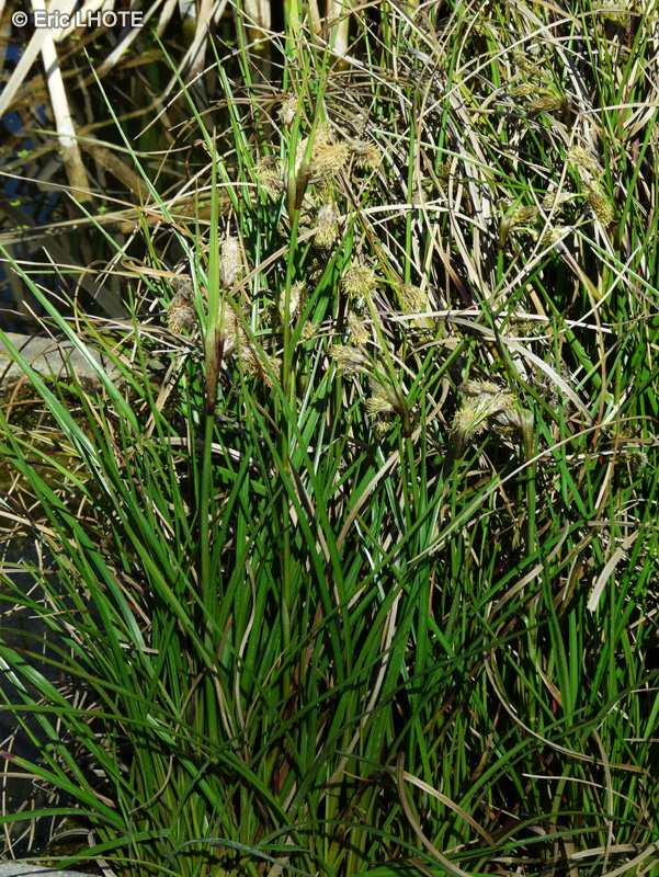 Cyperaceae - Eriophorum angustifolium - Linaigrette à feuilles étroites
