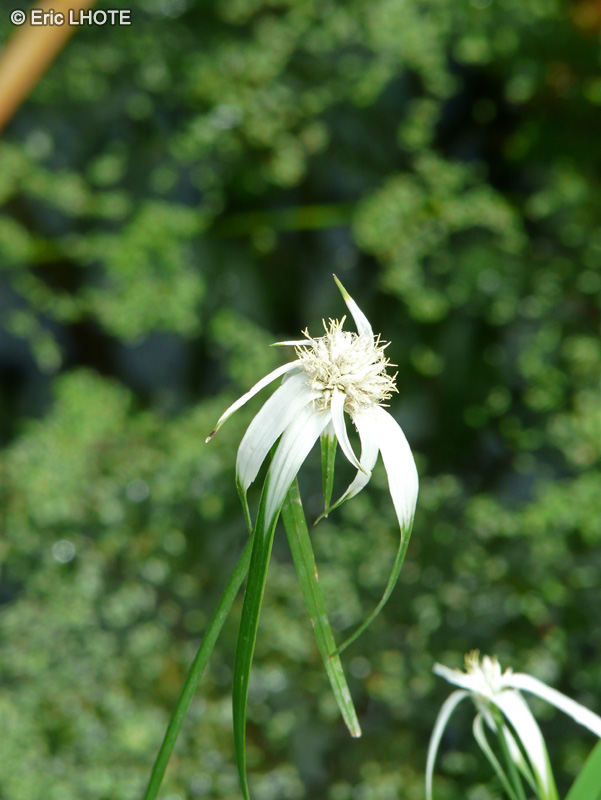 Cyperaceae - Rhynchospora colorata - Starrush whitetop Sedge