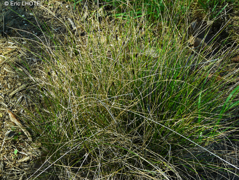 Cyperaceae - Schoenus nigricans - Choin noirâtre