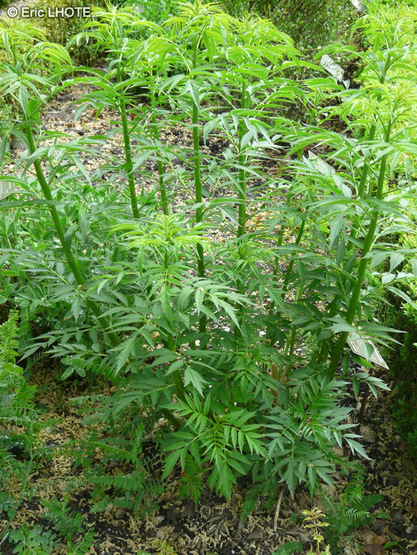 Datiscaceae - Datisca cannabina - Chanvre vivace