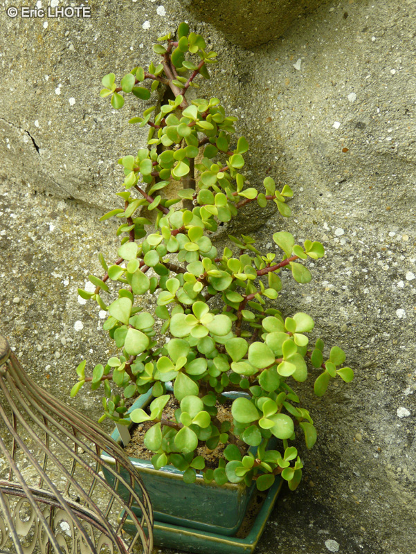 Didiereaceae - Portulacaria afra, Portulaca afra - Pourpier en arbre