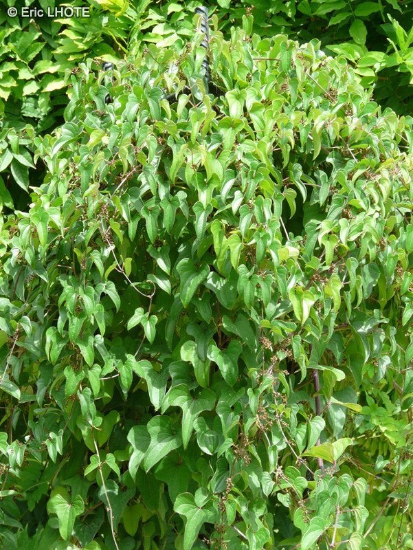 Dioscoreaceae - Dioscorea batatas - Igname de Chine