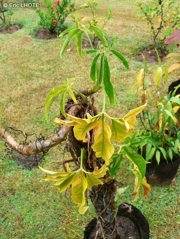 Dioscoreaceae - Tacca leontopetaloides - Plante chauve-souris