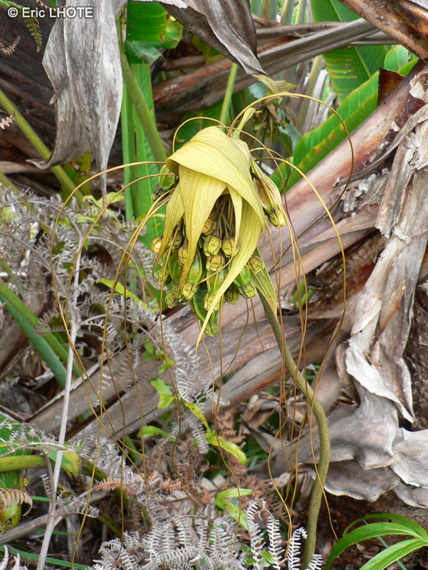 Dioscoreaceae - Tacca sp. - Plante chauve-souris