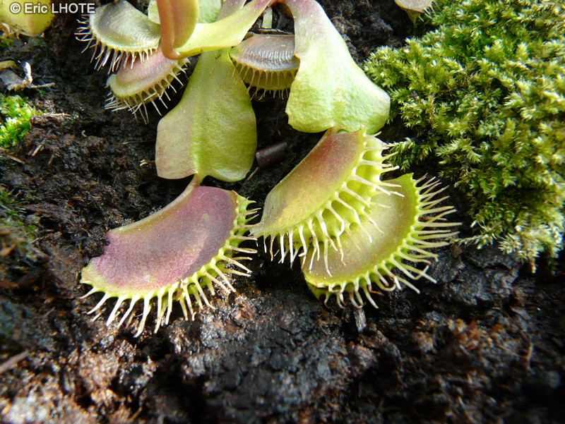 Droseraceae - Dionaea muscipula - Dionée, Attrape-mouche