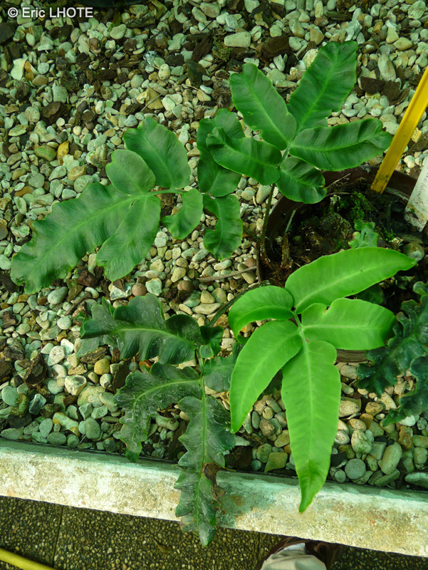 Dryopteridaceae - Phanerophlebia juglandifolia - Phanerophlebia