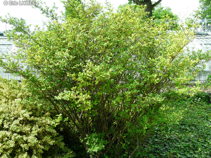 Elaeagnaceae - Elaeagnus umbellata Parviflora - Olivier d’automne