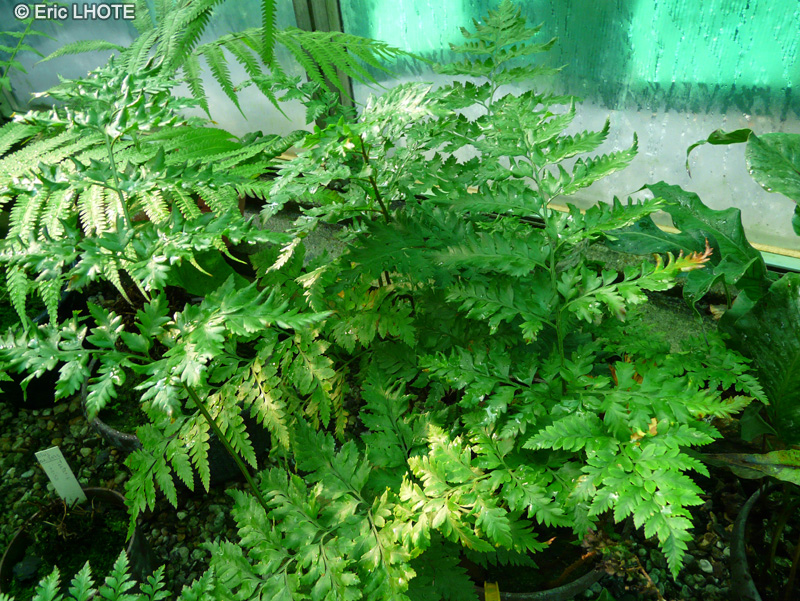 Elaphoglossaceae - Rumohra adiantiformis - Rumohra