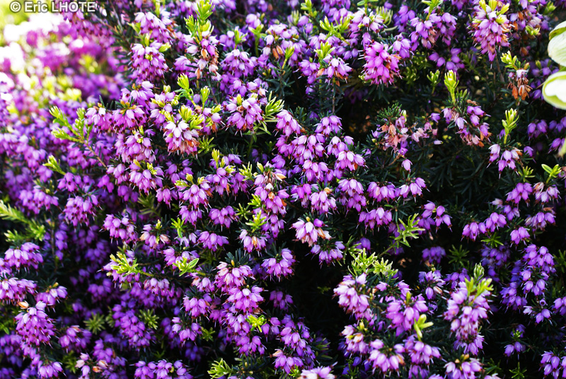 Ericaceae - Erica herbacea, Erica carnea - Bruyère carnée, Bruyère des Alpes, Bruyère des neiges