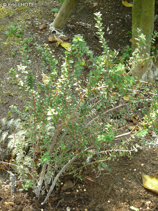 Ericaceae - Gaultheria mucronata - Gaulthérie mucronée