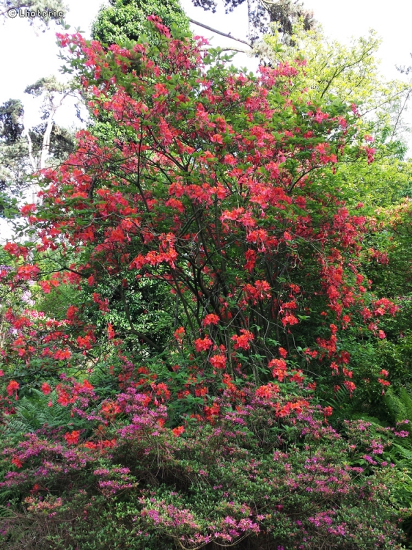 Ericaceae - Rhododendron arboreum - Rhododendron en arbre