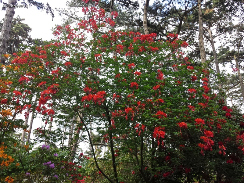  - Rhododendron arboreum - 
