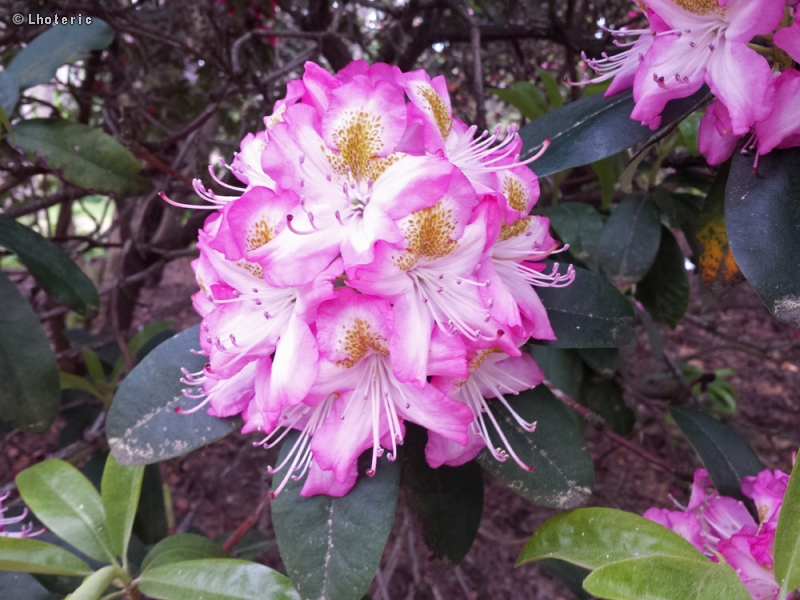  - Rhododendron arboreum - 