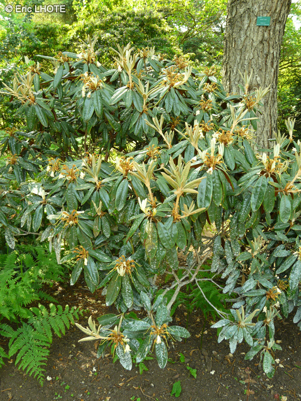  - Rhododendron bureavii - 
