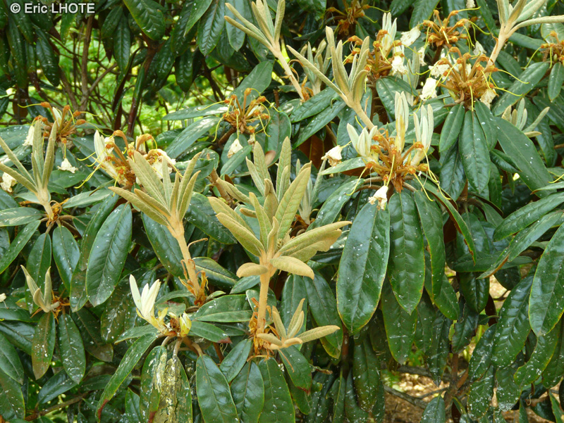 Ericaceae - Rhododendron bureavii - Rhododendron