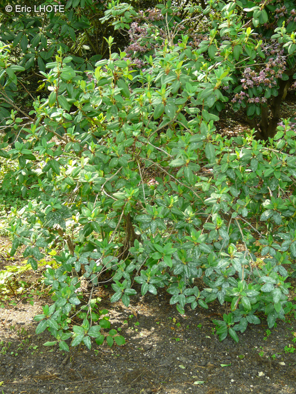 Ericaceae - Rhododendron cinnabarinum - Rhododendron