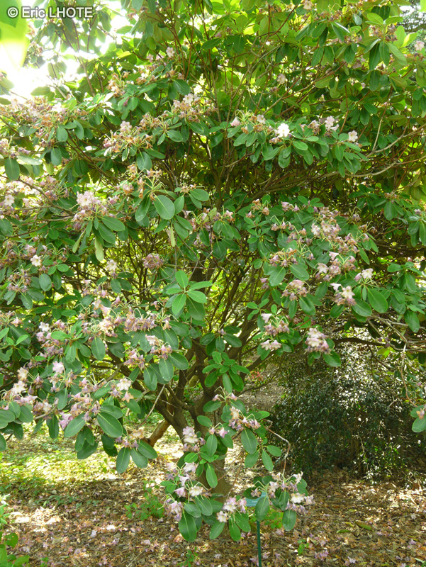 Ericaceae - Rhododendron decorum - Rhododendron
