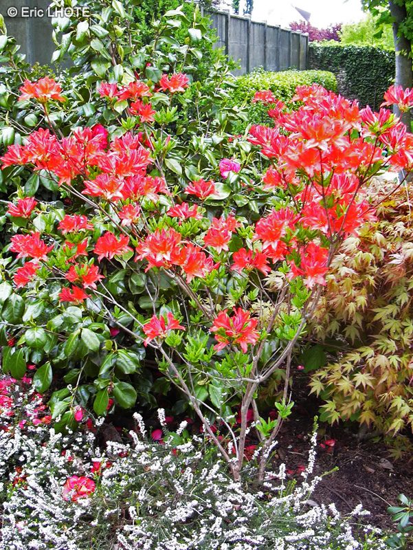 - Rhododendron japonicum - 