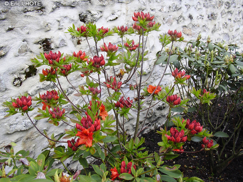 Ericaceae - Rhododendron japonicum - Rhododendron du Japon, Azalée japonaise